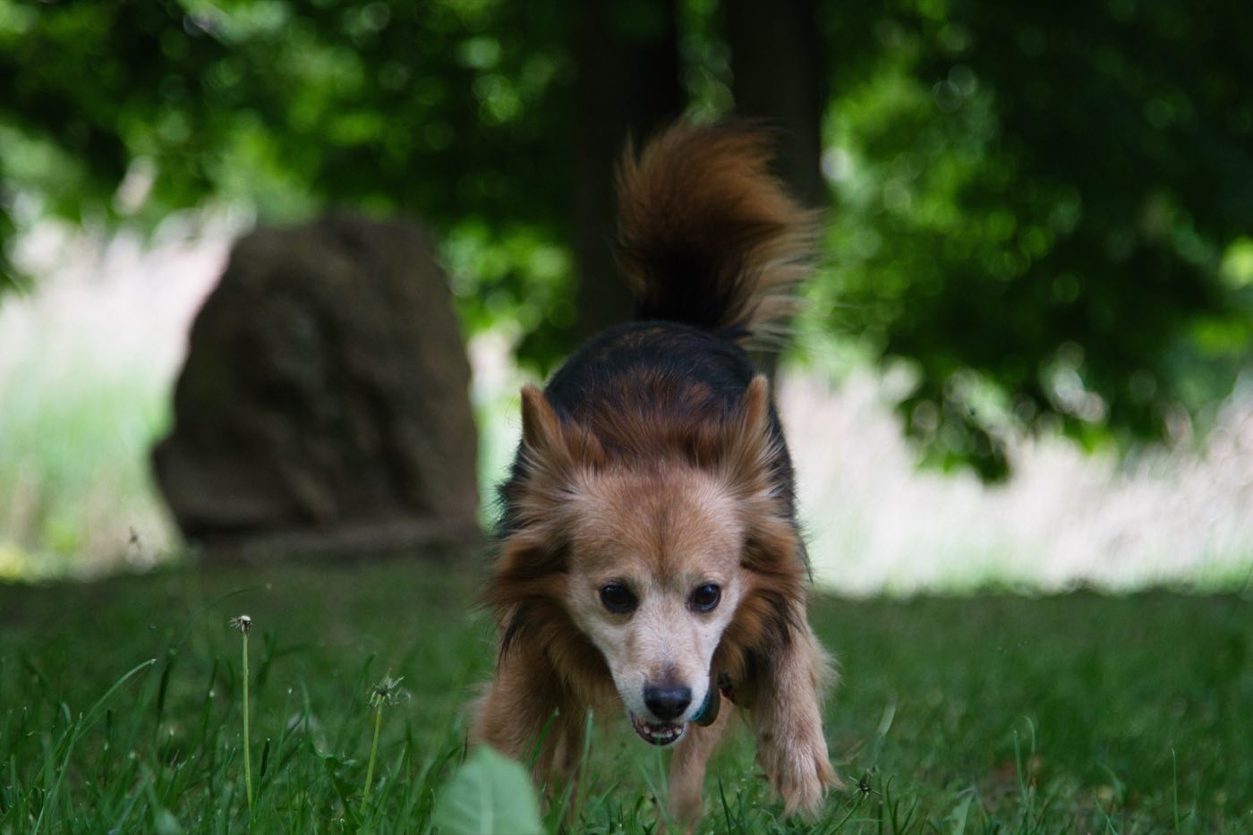 Robbie läuft durch eine grüne Wiese bei einem Hundefotoshooting in Frankfurt