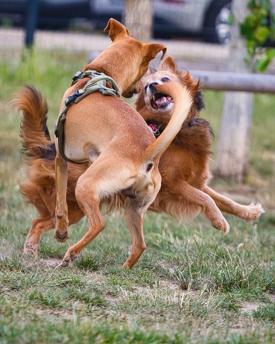 Robbie spielt lebendig mit anderen Hunden in einem Frankfurter Hundebereich