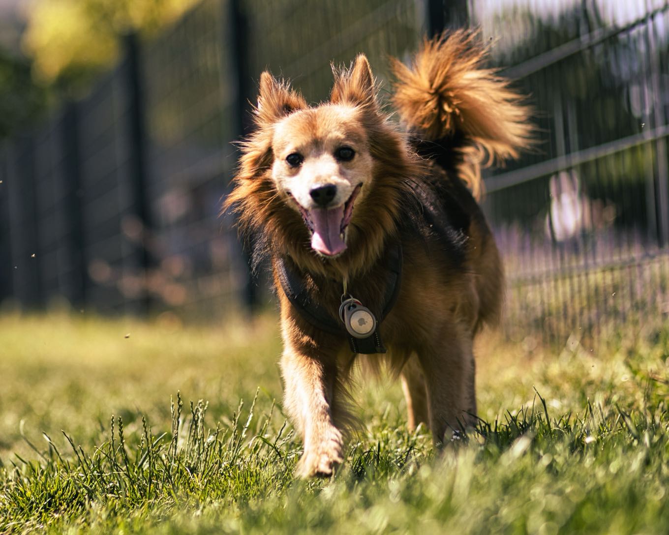 Robbie läuft fröhlich bei einem Hundefotoshooting in Frankfurt auf die Kamera zu