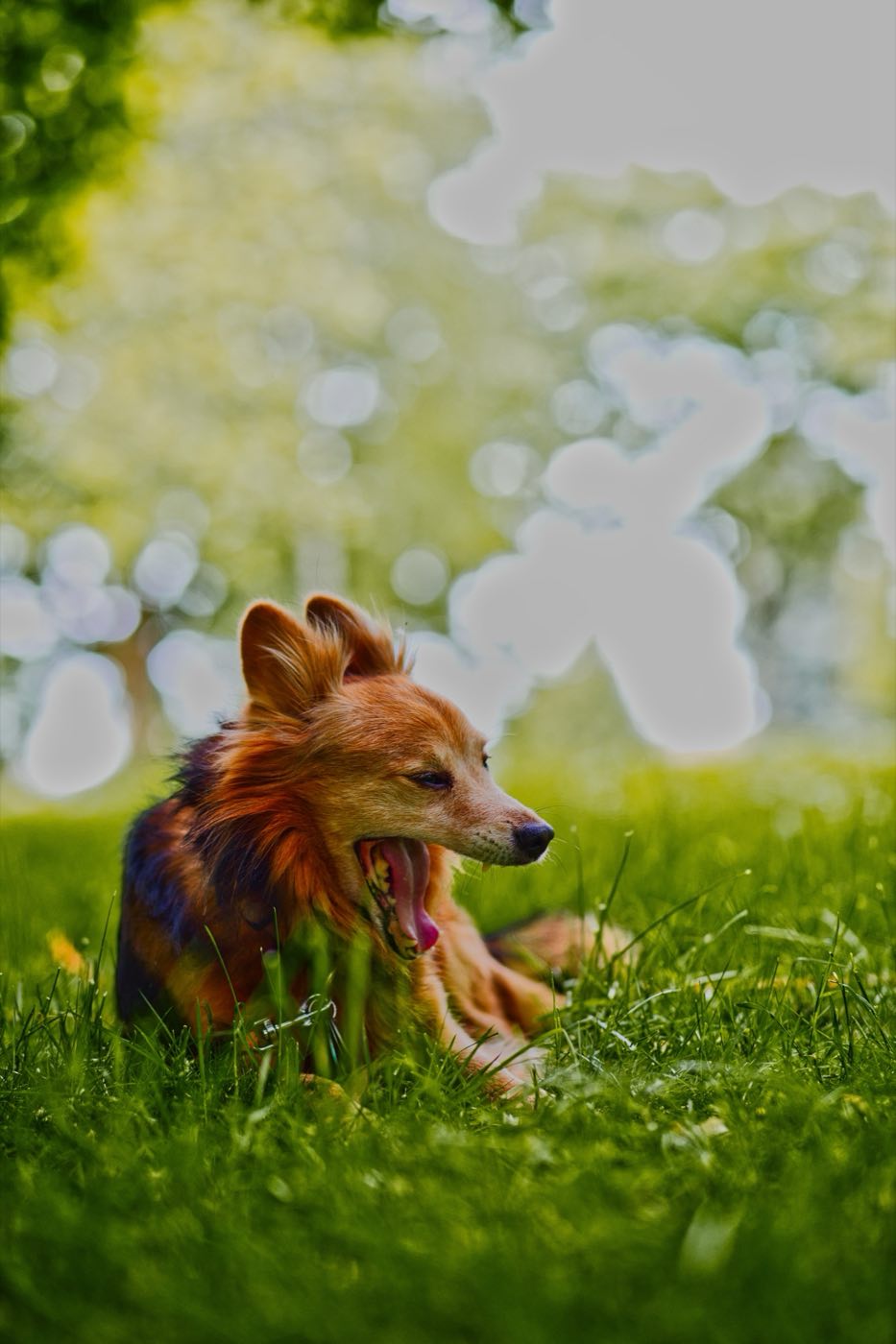 Natürliches Portrait von Robbie im grünen Park in Frankfurt