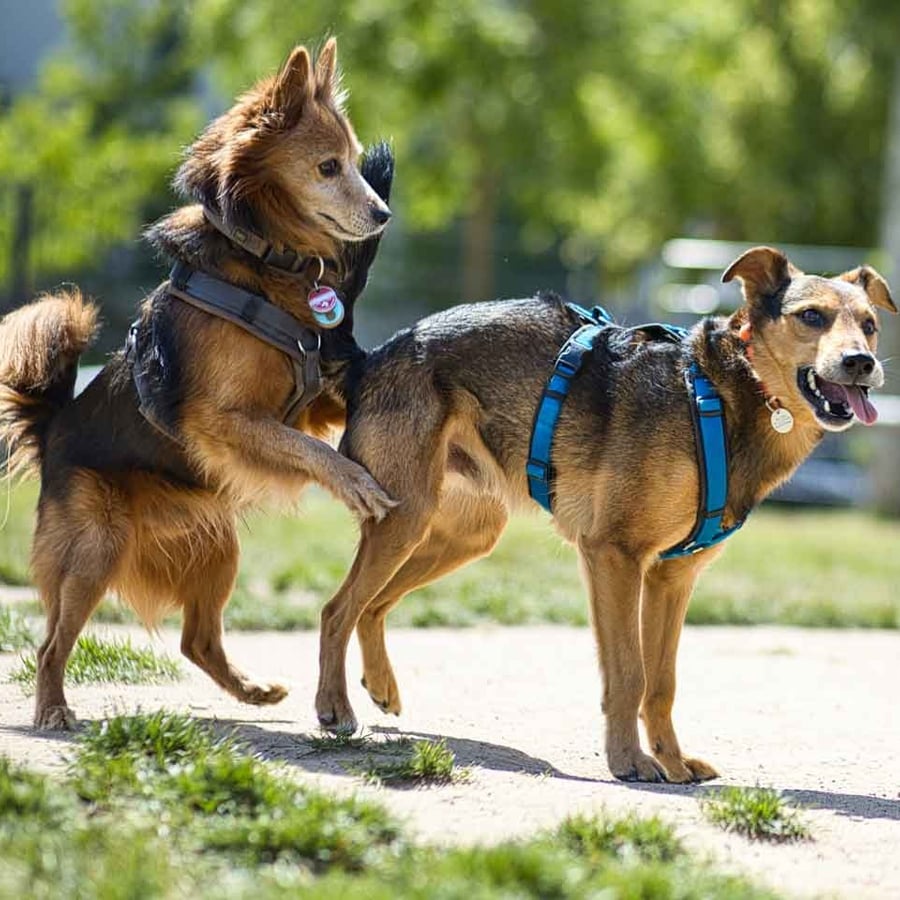 Lebendiges Portrait mit Hunden